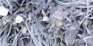 microscope image of dirty carpet